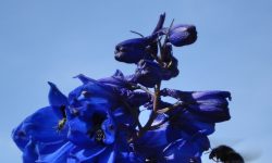 Blumen