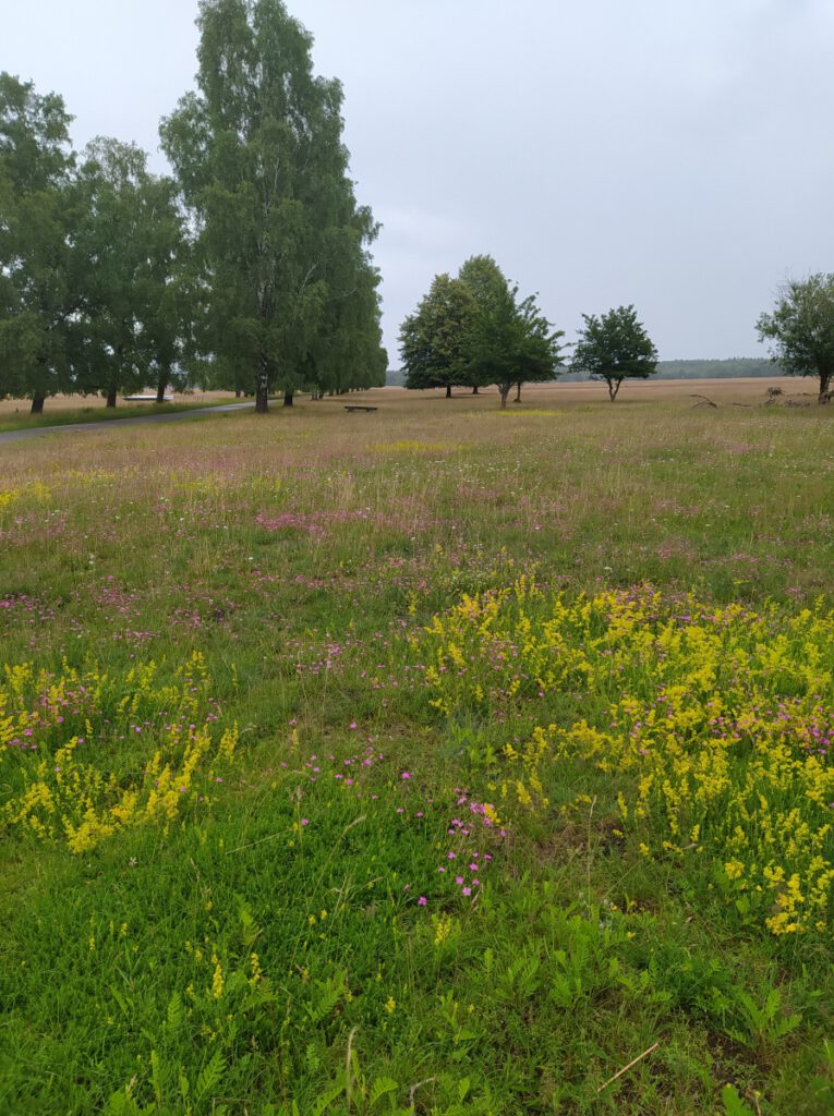 Schneverdingen Lüneburger Heide