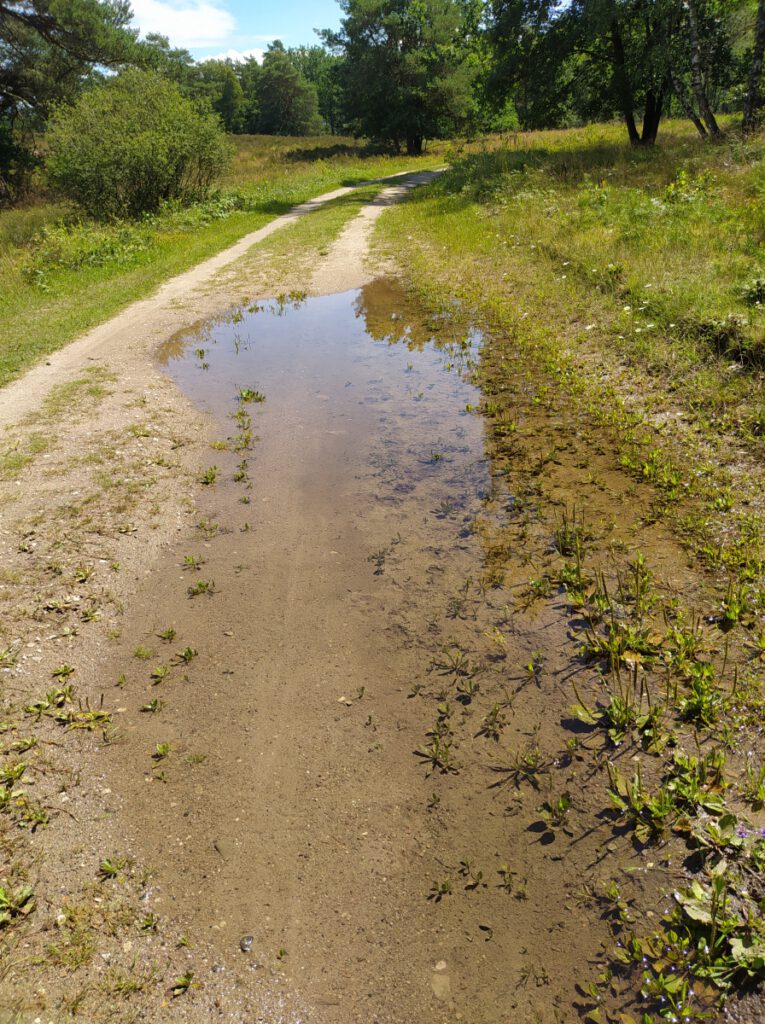 Schneverdingen Lüneburger Heide