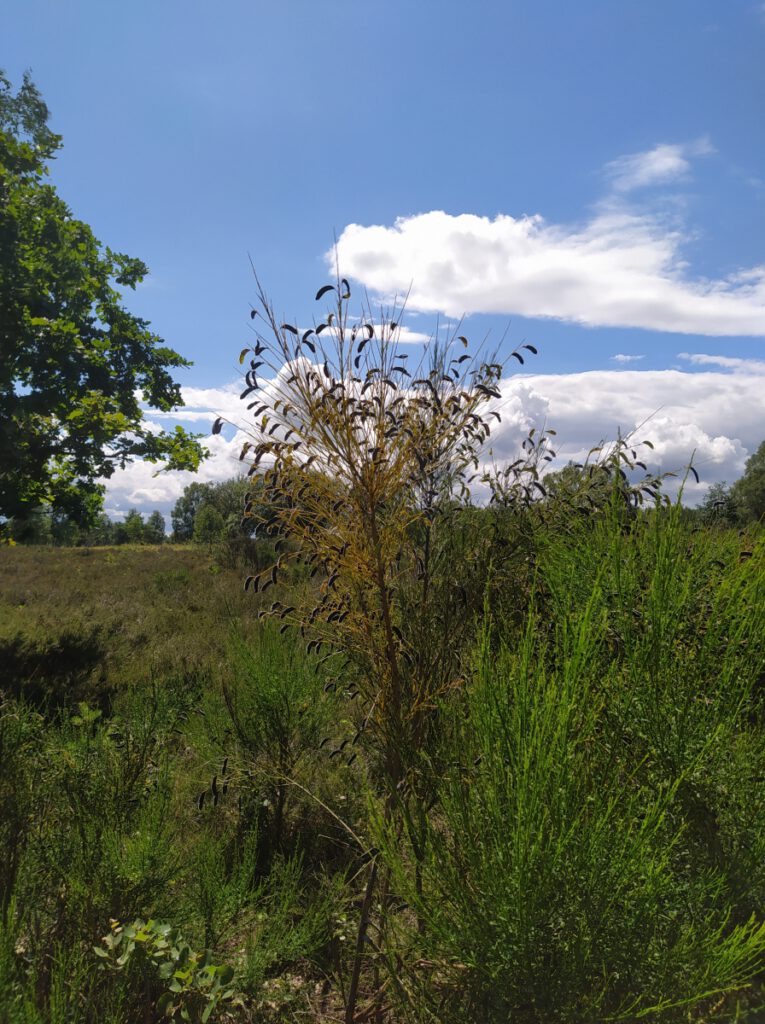 Schneverdingen Lüneburger Heide