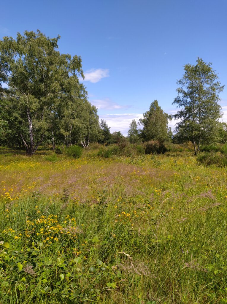 Schneverdingen Lüneburger Heide