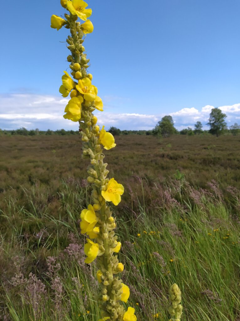 Schneverdingen Lüneburger Heide