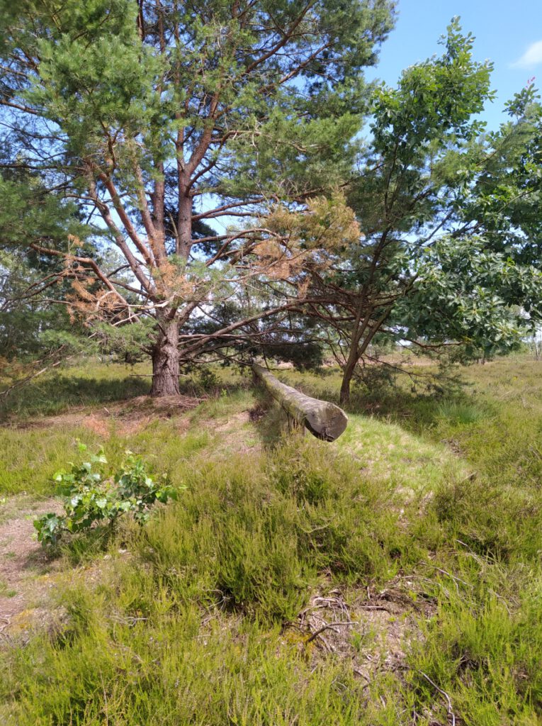 Schneverdingen Lüneburger Heide