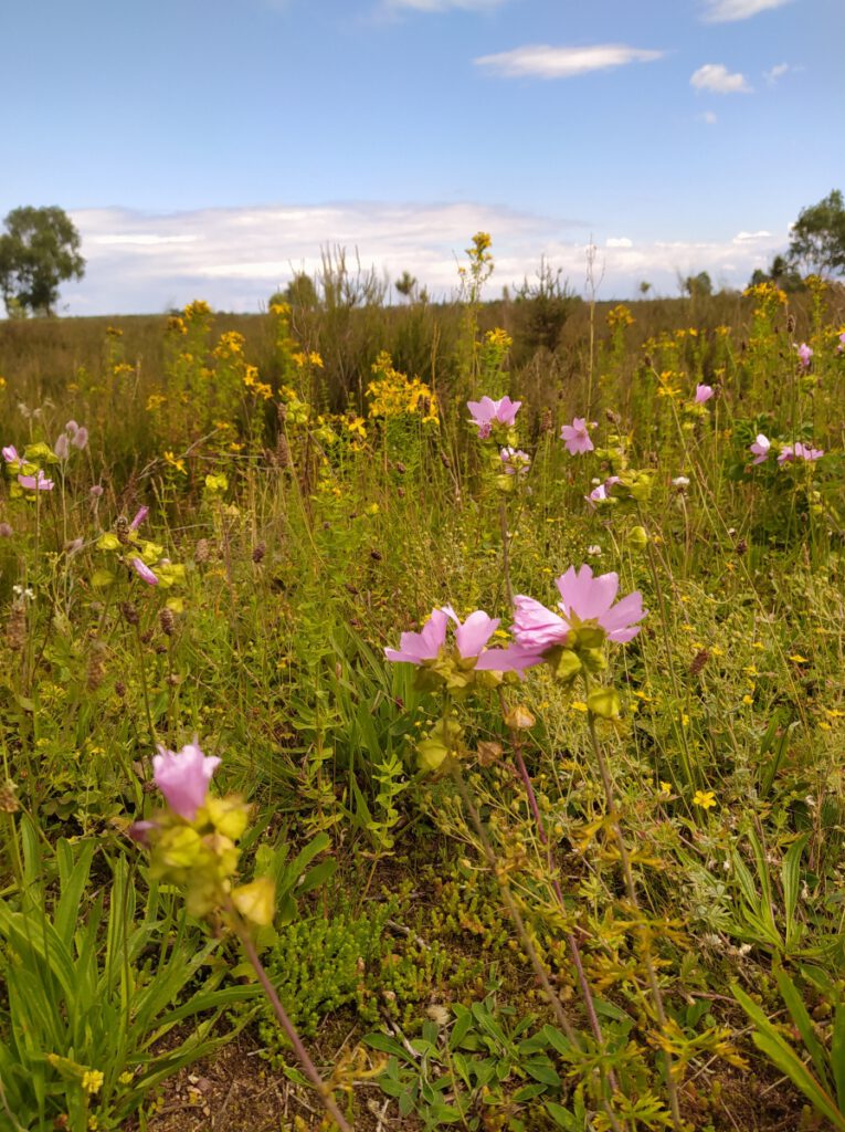 Schneverdingen Lüneburger Heide