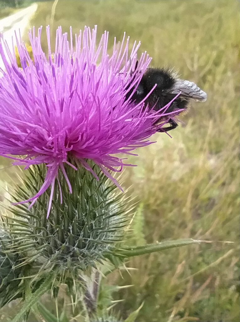 Schneverdingen Lüneburger Heide