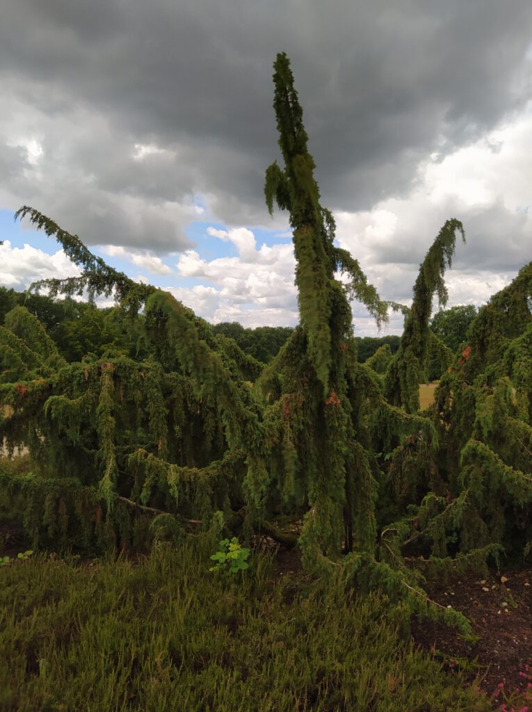 Schneverdingen Lüneburger Heide