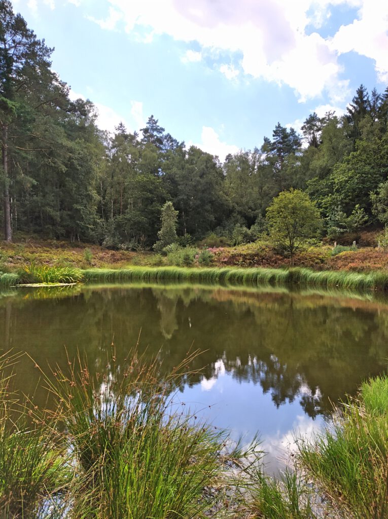 Fischbeker Heide im August