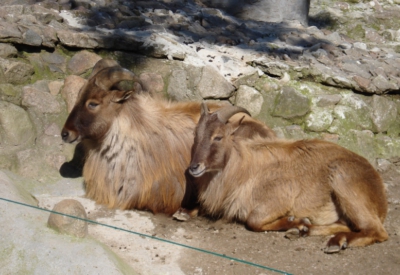 Tiere