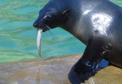 Tiere