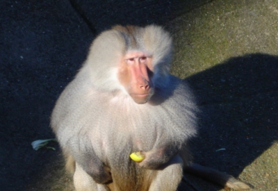 Tiere