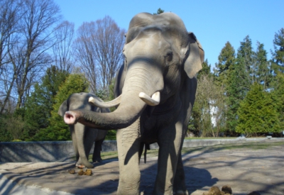 Tiere