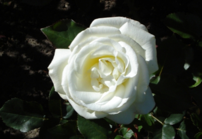 Blumen