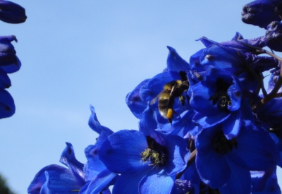 Blumen