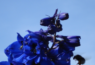 Blumen