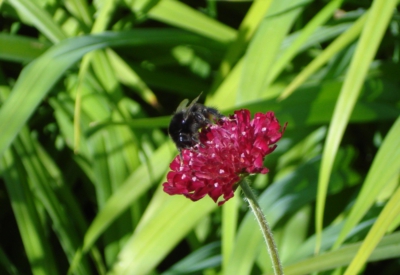 Blumen