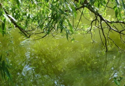 Wald und Natur