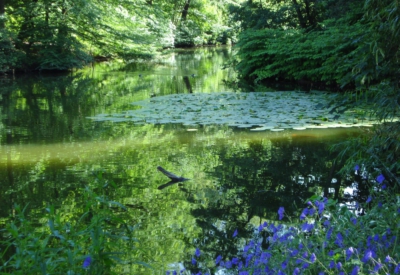 Wald und Natur
