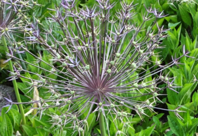 Blumen