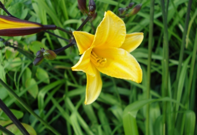 Blumen
