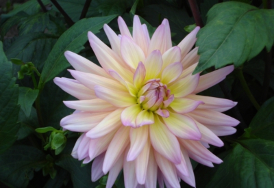 Blumen