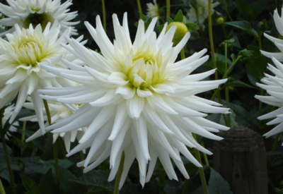 Blumen