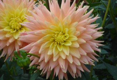 Blumen