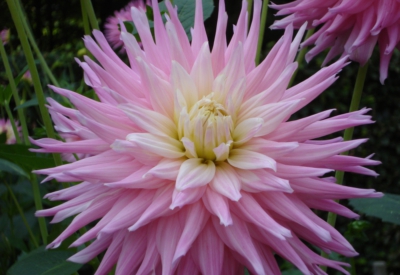 Blumen