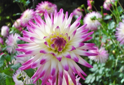 Blumen