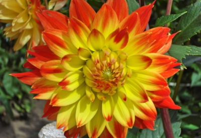 Blumen