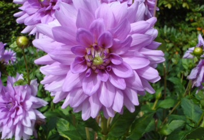 Blumen