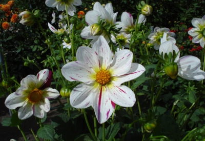 Blumen