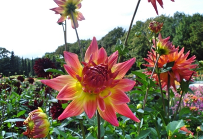 Blumen