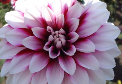 Blumen