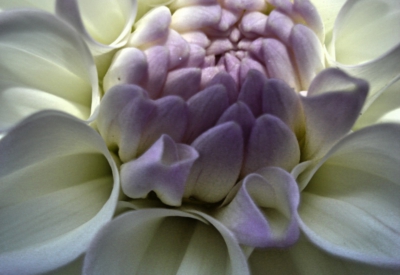 Blumen