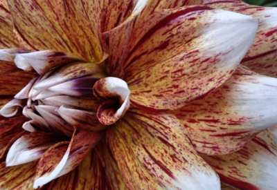 Blumen