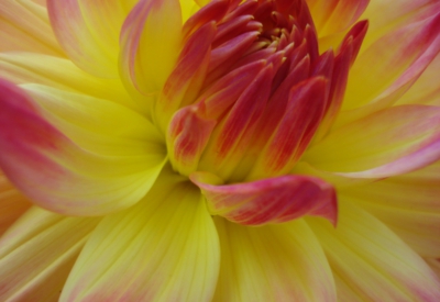 Blumen
