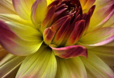Blumen