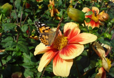 Blumen