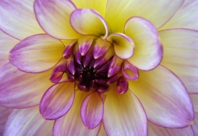Blumen