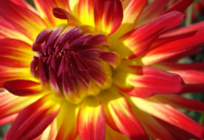 Blumen