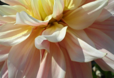 Blumen