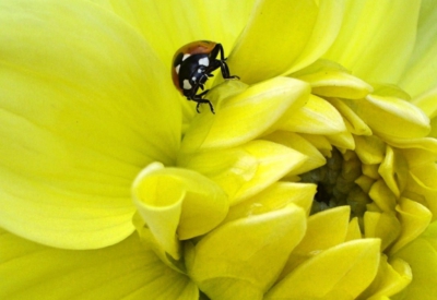 Blumen