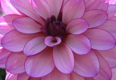 Blumen