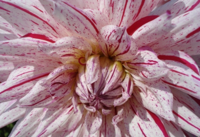 Blumen