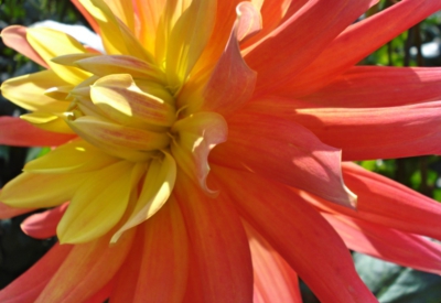 Blumen