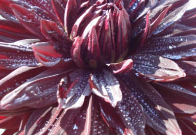 Blumen