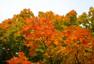 Wald und Natur