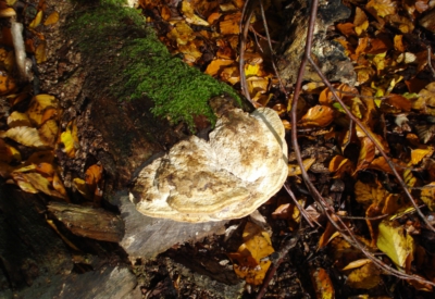 Wald und Natur