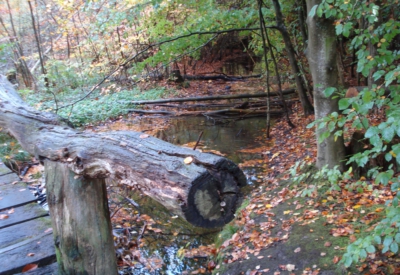 Wald und Natur