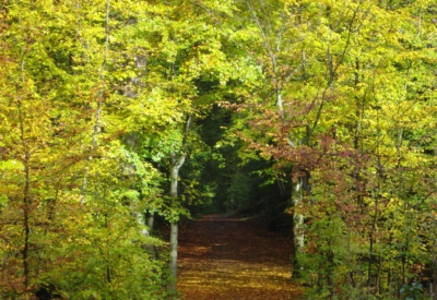 Wald und Natur